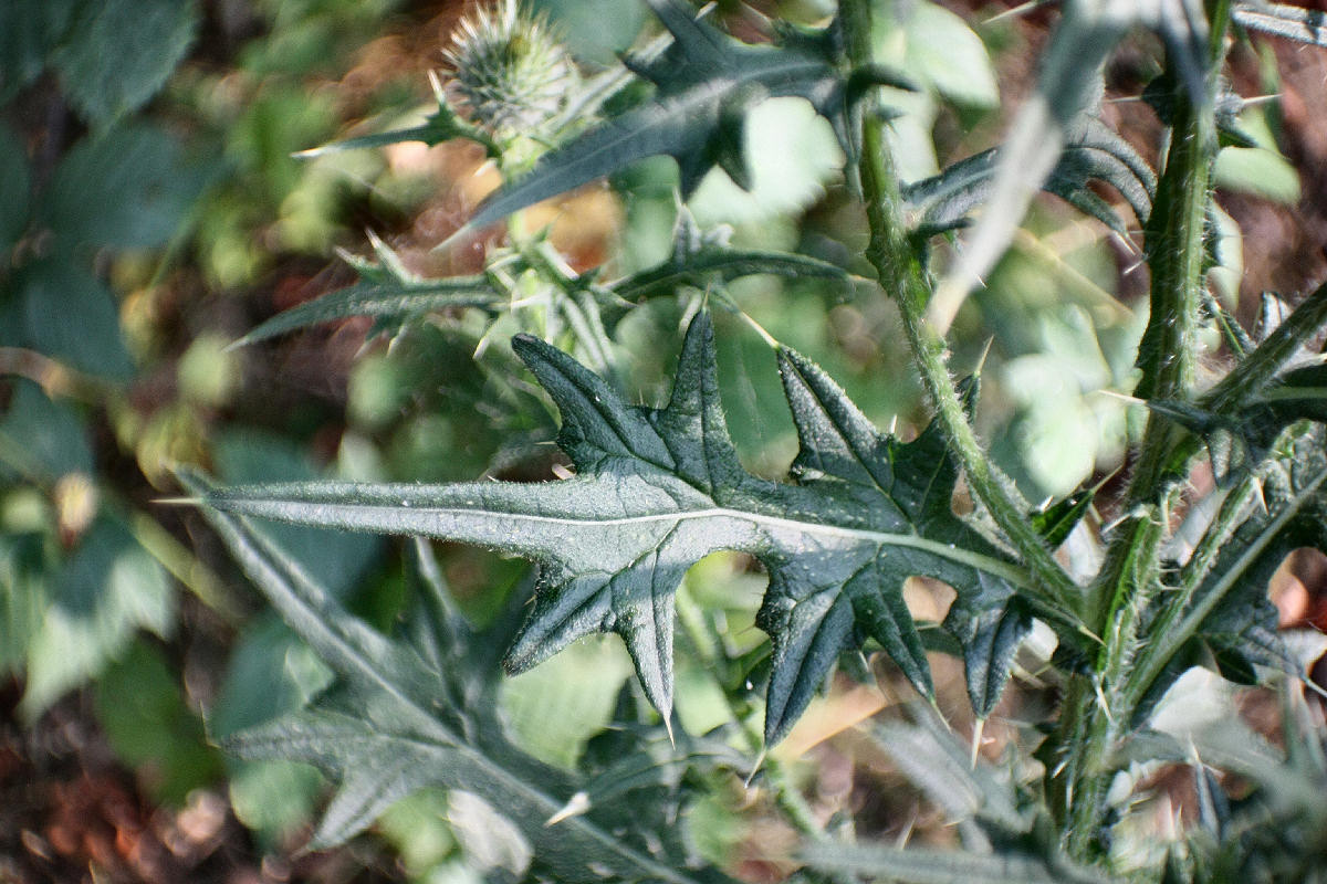 Cirsium vulgare